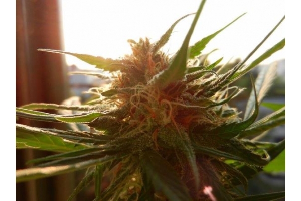 Royal Dwarf Automatic (Royal Queen Seeds) feminized