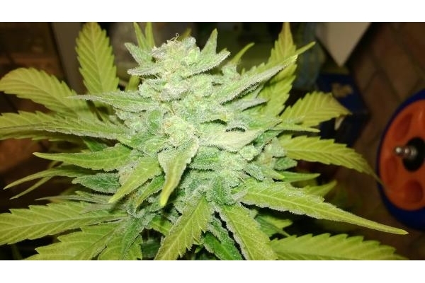 Royal Dwarf Automatic (Royal Queen Seeds) feminized Royal Dwarf Automatic (Royal Queen Seeds) feminized