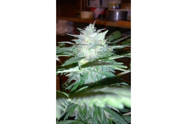 Royal Dwarf Automatic (Royal Queen Seeds) feminized Royal Dwarf Automatic (Royal Queen Seeds) feminized