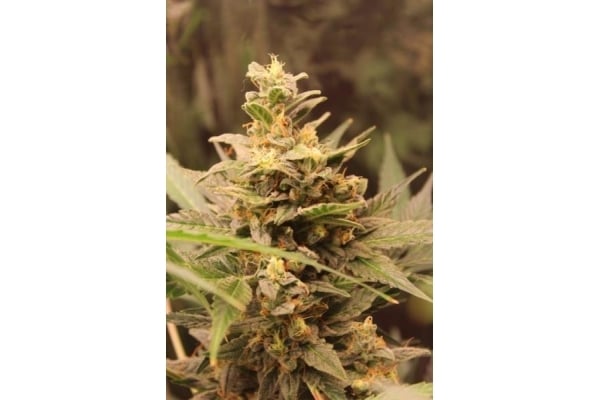 Easy Bud Automatic (Royal Queen Seeds) feminized Easy Bud Automatic (Royal Queen Seeds) feminized