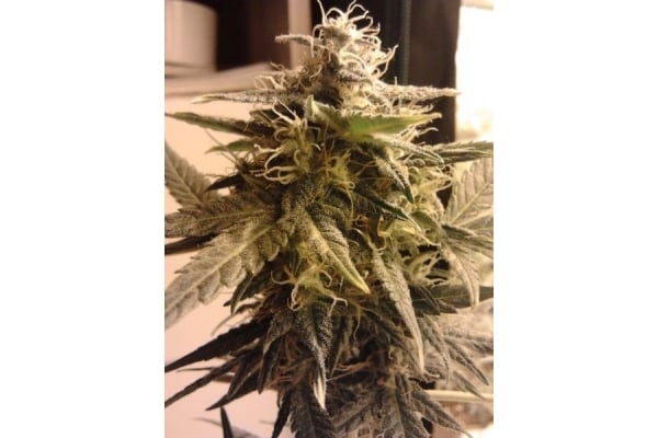 Easy Bud Automatic (Royal Queen Seeds) feminized Easy Bud Automatic (Royal Queen Seeds) feminized