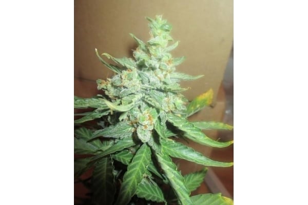 Easy Bud Automatic (Royal Queen Seeds) feminized
