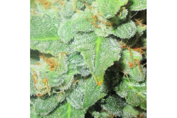 Easy Bud Automatic (Royal Queen Seeds) feminized