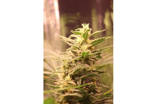 Easy Bud Automatic (Royal Queen Seeds) feminized Easy Bud Automatic (Royal Queen Seeds) feminized