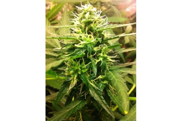 Quick One Automatic (Royal Queen Seeds) feminized Quick One Automatic (Royal Queen Seeds) feminized