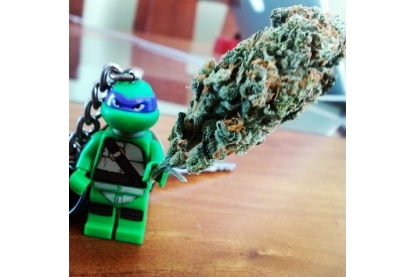 Quick One Automatic (Royal Queen Seeds) feminized Quick One Automatic (Royal Queen Seeds) feminized