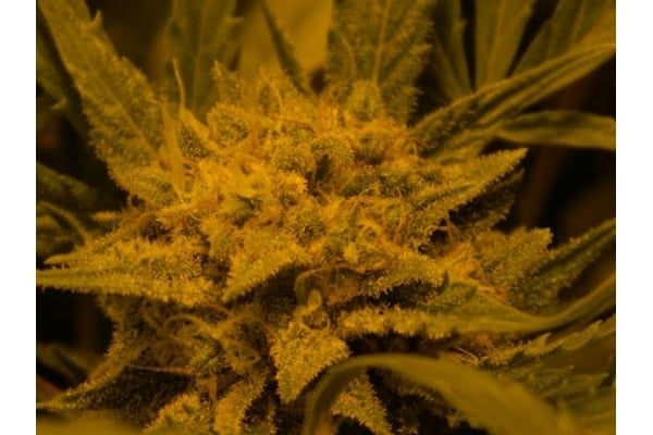 Royal Critical Automatic (Royal Queen Seeds) feminized