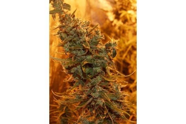 Royal Critical Automatic (Royal Queen Seeds) feminized