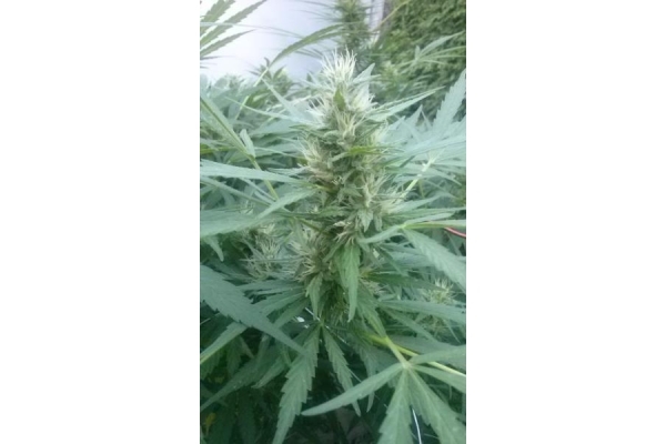 Royal Critical Automatic (Royal Queen Seeds) feminized