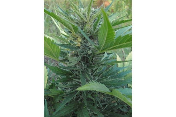 Royal Critical Automatic (Royal Queen Seeds) feminized