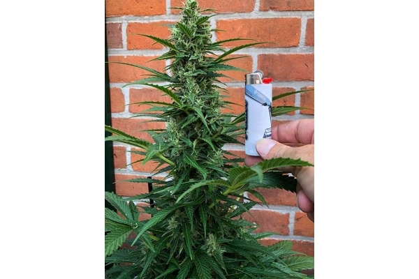 Northern Light Automatic (Royal Queen Seeds) feminized