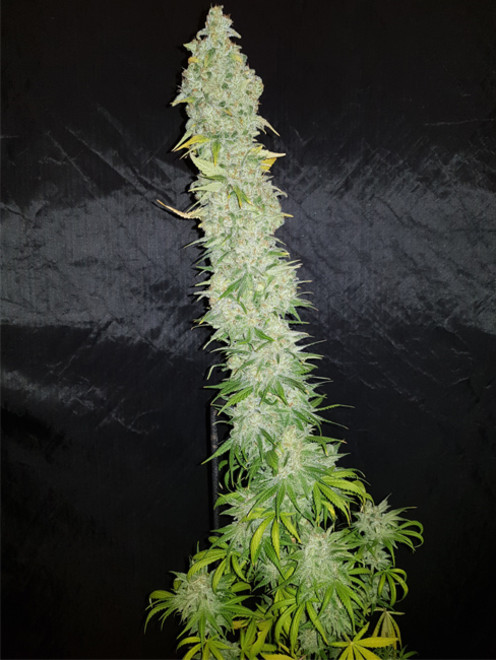 Northern Light Blue (Delicious Seeds) feminized Northern Light Blue (Delicious Seeds) feminized