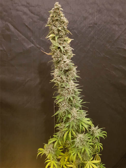 Northern Light Blue (Delicious Seeds) feminized Northern Light Blue (Delicious Seeds) feminized