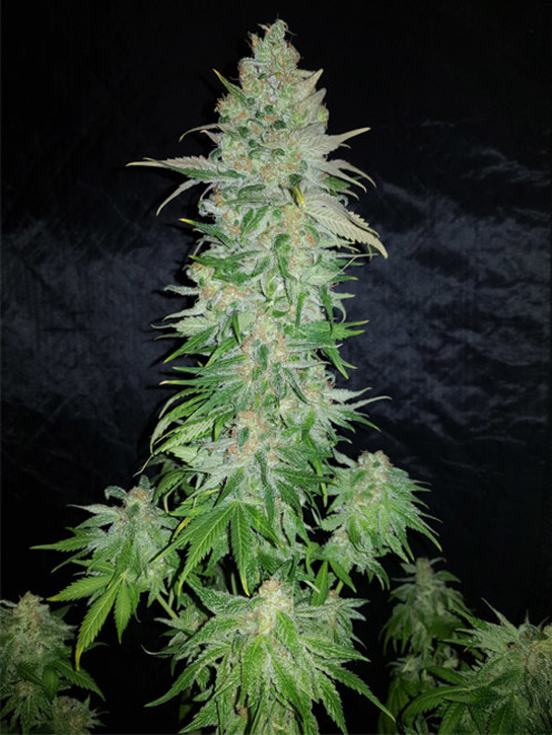 Northern Light Blue (Delicious Seeds) feminized Northern Light Blue (Delicious Seeds) feminized