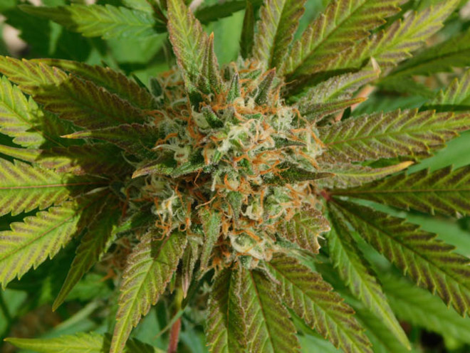 Raspberry Cough (Nirvana) feminized Raspberry Cough (Nirvana) feminized