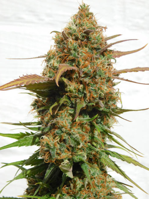 Raspberry Cough (Nirvana) feminized Raspberry Cough (Nirvana) feminized