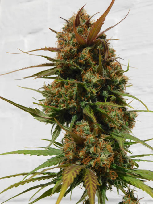 Raspberry Cough (Nirvana) feminized Raspberry Cough (Nirvana) feminized