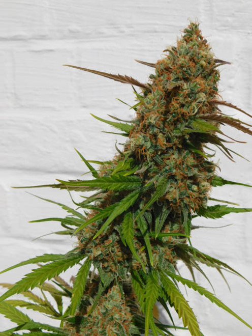 Raspberry Cough (Nirvana) feminized Raspberry Cough (Nirvana) feminized