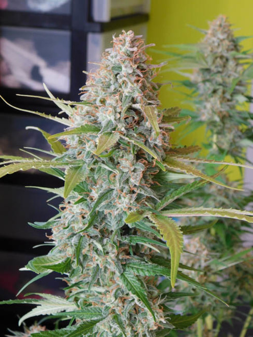 Raspberry Cough (Nirvana) feminized Raspberry Cough (Nirvana) feminized