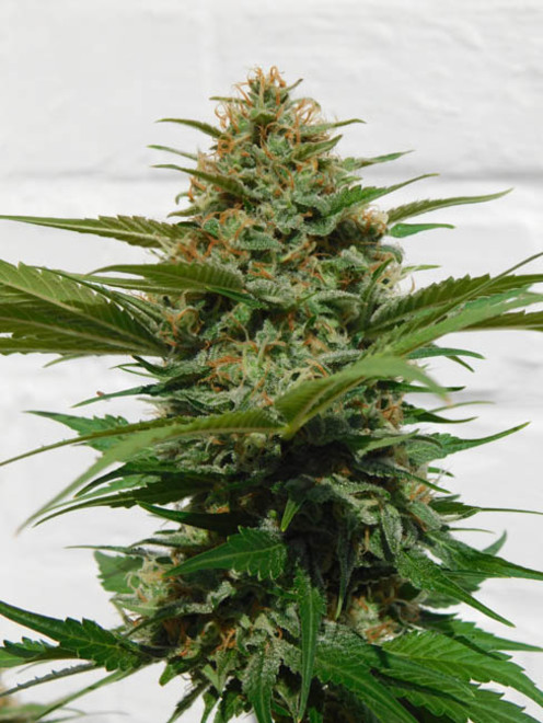 Raspberry Cough (Nirvana) feminized Raspberry Cough (Nirvana) feminized