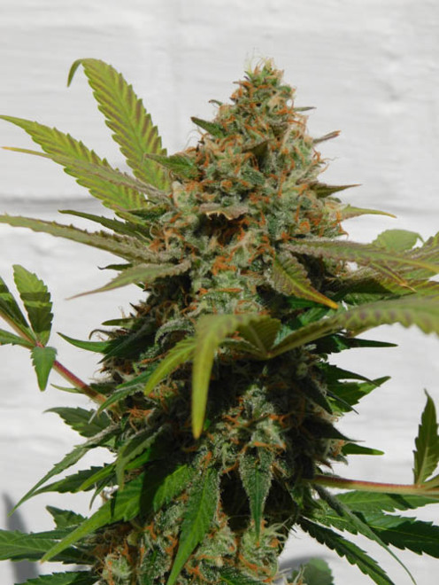 Raspberry Cough (Nirvana) feminized Raspberry Cough (Nirvana) feminized