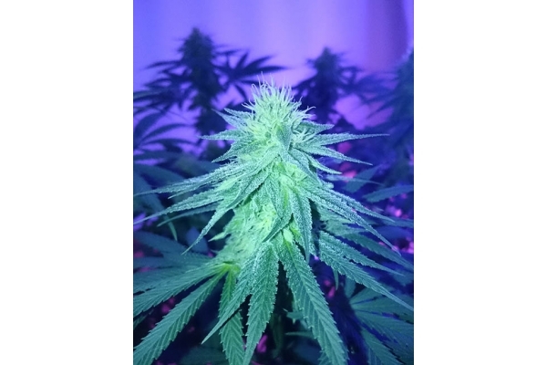 Haze Berry (Royal Queen Seeds) feminized Haze Berry (Royal Queen Seeds) feminized