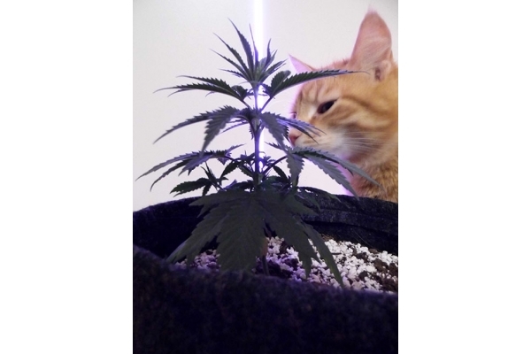 Haze Berry (Royal Queen Seeds) feminized Haze Berry (Royal Queen Seeds) feminized