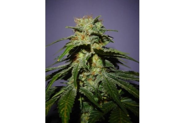 Nepal Jam (ACE Seeds) feminized Nepal Jam (ACE Seeds) feminized