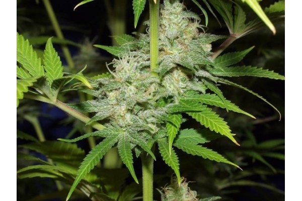 Nepal Jam (ACE Seeds) feminized Nepal Jam (ACE Seeds) feminized