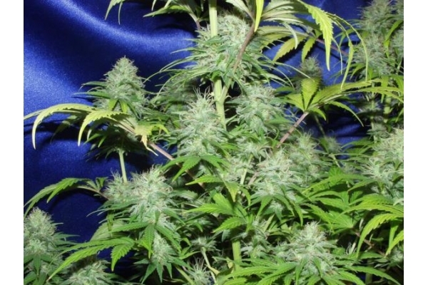 Nepal Jam (ACE Seeds) feminized Nepal Jam (ACE Seeds) feminized