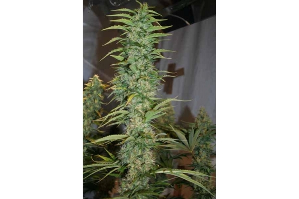Orient Express (ACE Seeds) feminized
