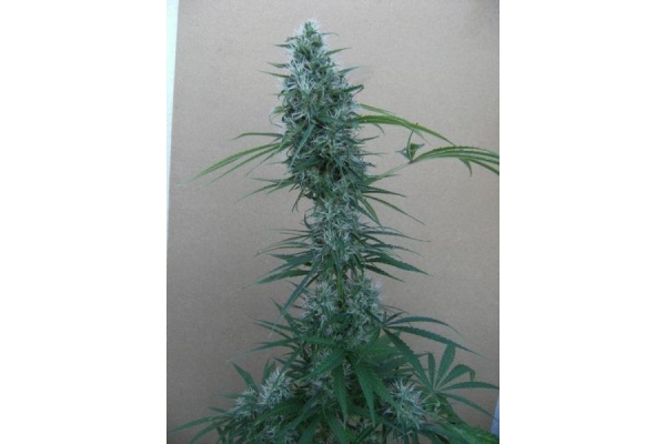 Orient Express (ACE Seeds) feminized