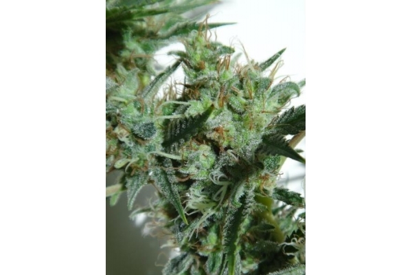 Orient Express (ACE Seeds) feminized