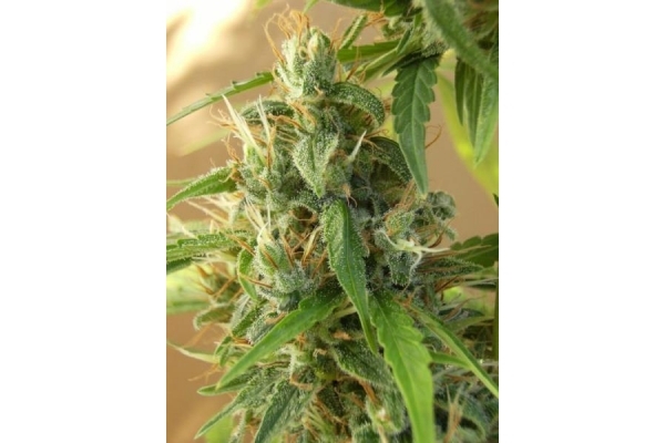 Panama (ACE Seeds) feminized Panama (ACE Seeds) feminized