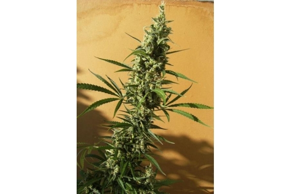 Panama (ACE Seeds) feminized Panama (ACE Seeds) feminized