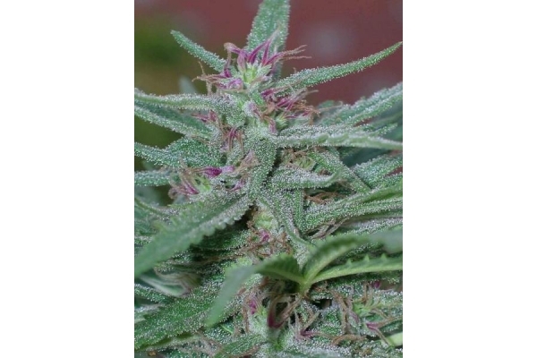 Panama (ACE Seeds) feminized Panama (ACE Seeds) feminized