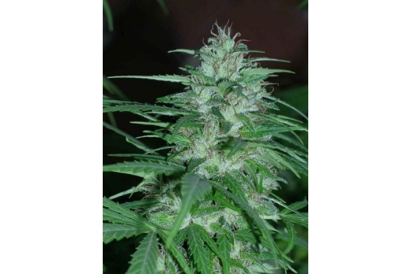 Panama (ACE Seeds) feminized Panama (ACE Seeds) feminized