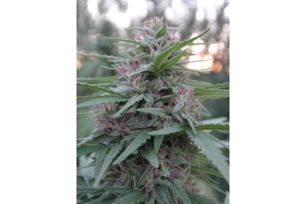 Panama (ACE Seeds) feminized Panama (ACE Seeds) feminized