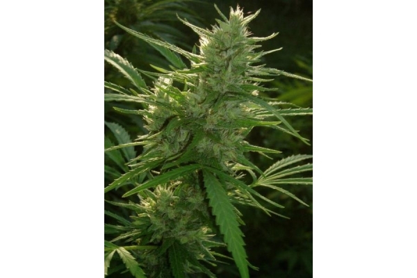 Panama (ACE Seeds) feminized Panama (ACE Seeds) feminized