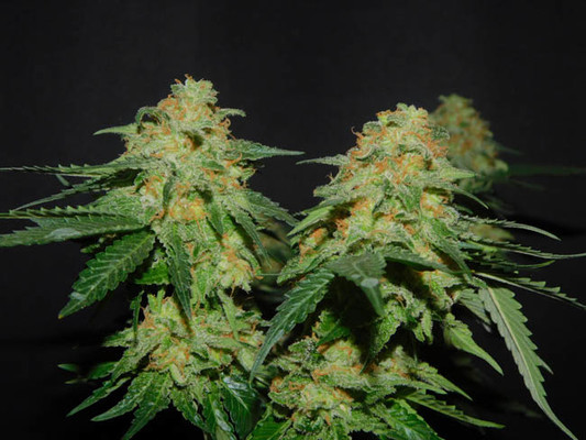 Spliff's Strawberry (Spliff Seeds) feminized