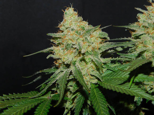 Spliff's Strawberry (Spliff Seeds) feminized