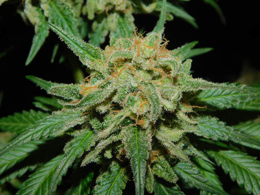 Spliff's Strawberry (Spliff Seeds) feminized