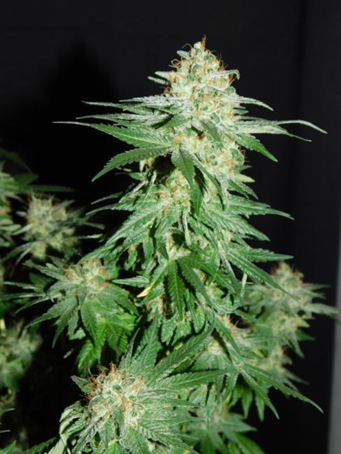 LA Affie (Cali Connection) feminized