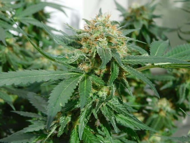 LA Affie (Cali Connection) feminized