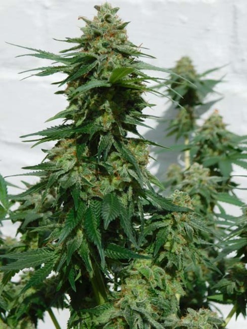 LA Affie (Cali Connection) feminized