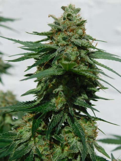 LA Affie (Cali Connection) feminized