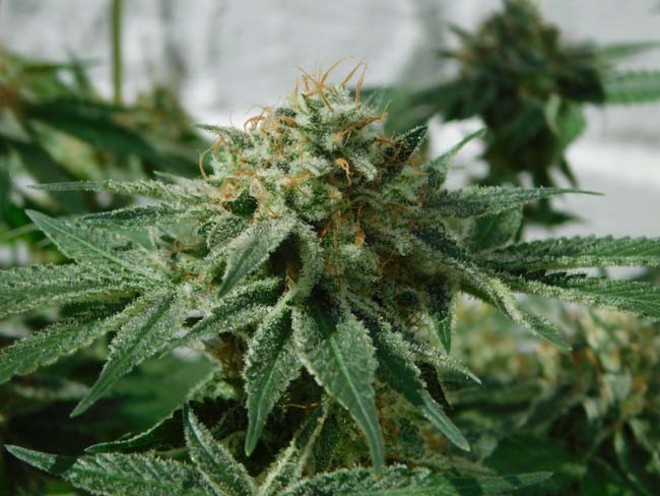 LA Affie (Cali Connection) feminized