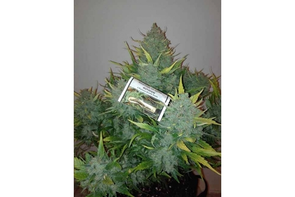Auto White Widow (Dutch Passion) feminized Auto White Widow (Dutch Passion) feminized