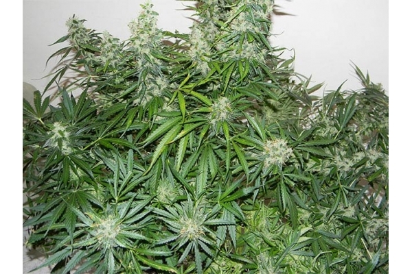 Blue Auto Mazar (Dutch Passion) feminized Blue Auto Mazar (Dutch Passion) feminized