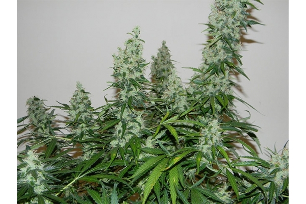 Blue Auto Mazar (Dutch Passion) feminized Blue Auto Mazar (Dutch Passion) feminized
